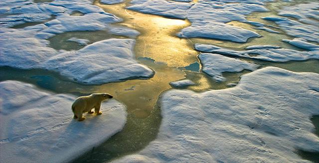 polar bear standing on ice