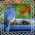 bird